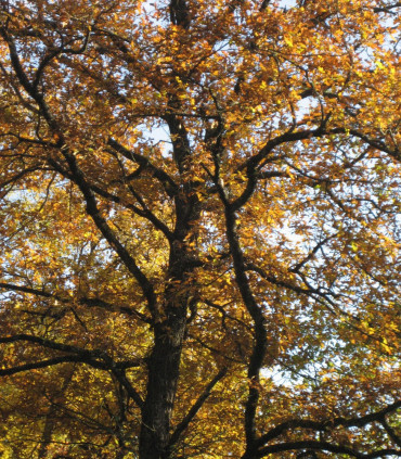 Quercus Robur / Chene Pedoncule