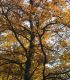 Quercus Robur / Chene Pedoncule, Commun