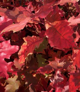 Quercus Rubra Origine Forestière  / Chene Rouge