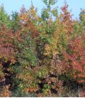 Quercus Rubra / Chene Rouge D'Amerique