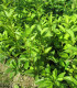 Rhamnus Catharticus / Nerprun Purgatif