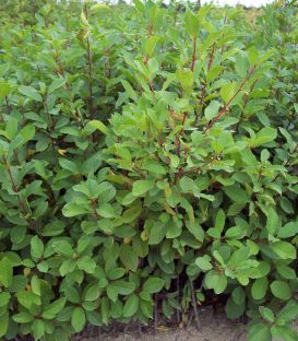 Rhamnus Frangula / Bourdaine