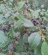 Rhamnus Frangula / Bourdaine