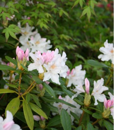 Rhododendron  Blanc
