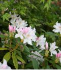 Rhododendron  Blanc