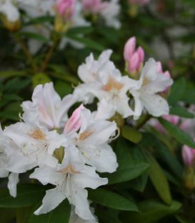 Rhododendron  Blanc