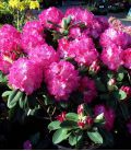 Rhododendron  Rose