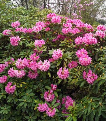 Rhododendron  Rose