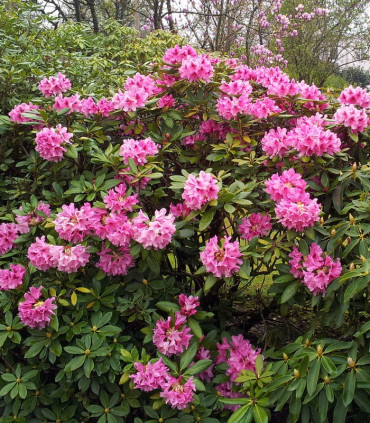 Rhododendron  Rose