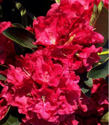 Rhododendron  Rouge