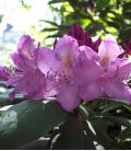 Rhododendron Ponticum / Rhododendron de Semis