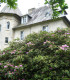 Rhododendron Ponticum / Rhododendron de Semis