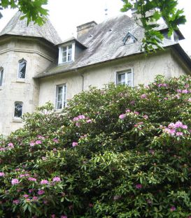 Rhododendron Ponticum / Rhododendron de Semis