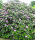Rhododendron Ponticum / Rhododendron de Semis
