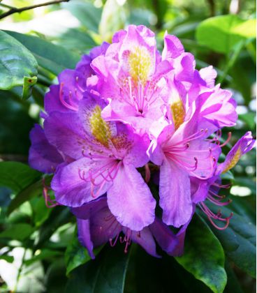 Rhododendron Violet