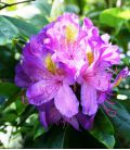 Rhododendron Violet