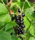 Ribes Nigrum / Cassis à fruits