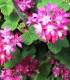 Ribes Sanguineum / Groseillier à fleurs
