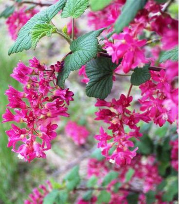 Ribes Sanguineum / Groseillier à fleurs