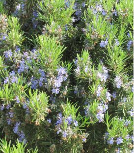 Rosmarinus Officinalis / Romarin