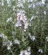 Rosmarinus Officinalis / Romarin