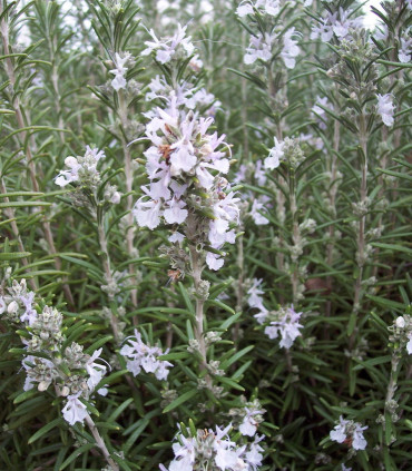Rosmarinus Officinalis / Romarin