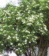 Sambucus Nigra / Sureau Noir