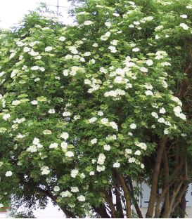 Sambucus Nigra / Sureau Noir