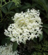 Sambucus Nigra / Sureau Noir