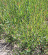 Salix Cinerea / Saule Cendre