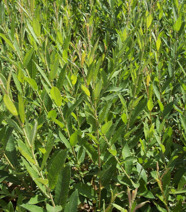 Salix Cinerea / Saule Cendre
