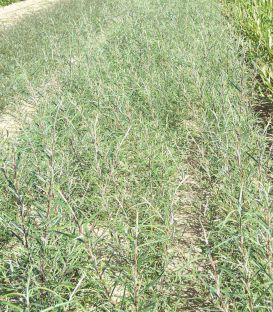 Salix Rosmarinifolia / Saule à feuilles de Romarin