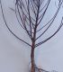Salix Rosmarinifolia / Saule à feuilles de Romarin