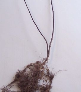 Salix Caprea / Saule Marsault