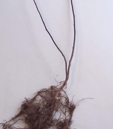 Salix Caprea / Saule Marsault