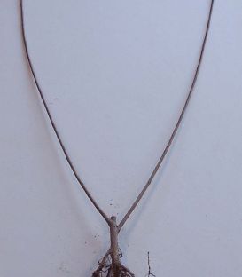 Salix Purpurea / Saule Pourpre