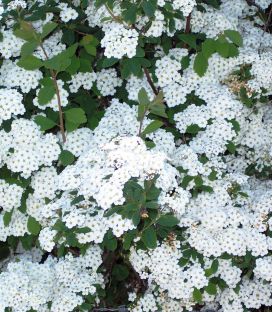 Spiraea Vanhouttei / Spirée Van Houtte