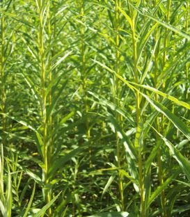 Salix Viminalis / Osier Des Vanniers