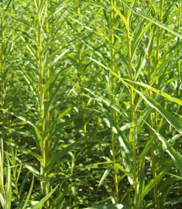 Salix Viminalis / Osier Des Vanniers