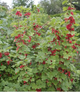 Ribes Rubrum Fruits Rouges / Groseillier à Grappes Fruits Rouges