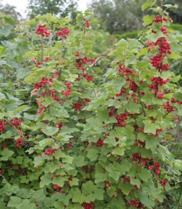 Ribes Rubrum Fruits Rouges / Groseillier à Grappes Fruits Rouges
