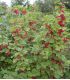 Ribes Rubrum Fruits Rouges / Groseillier à Grappes Fruits Rouges