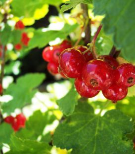 Ribes Rubrum Fruits Rouges / Groseillier à Grappes Fruits Rouges