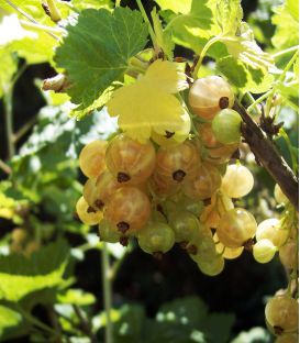 Ribes Rubrum Fruits Blancs/ Groseillier à Grappes Fruits Blancs