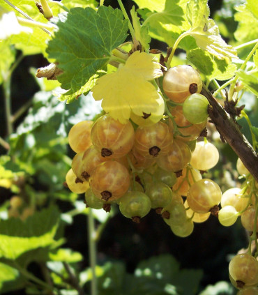Ribes Rubrum Fruits Blancs/ Groseillier à Grappes Fruits Blancs