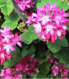 Ribes Sanguineum / Groseillier à fleurs