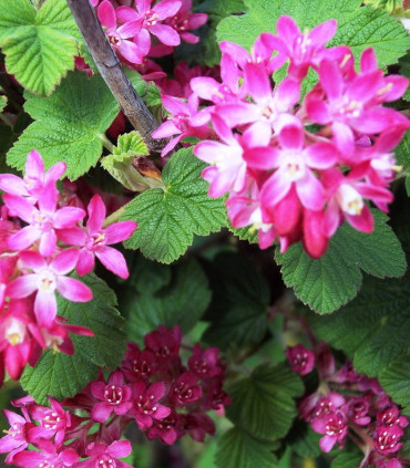 Ribes Sanguineum / Groseillier à fleurs