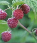 Rubus Idaeus / Framboisier
