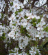 Prunus Spinosa / Epine Noire, Prunellier