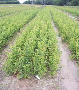 Prunus Spinosa / Epine Noire, Prunellier